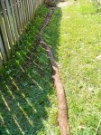 Root mass about 20 feet long